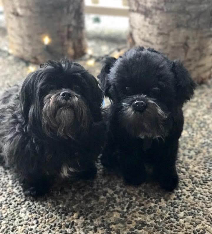 stuffed shih tzu dog