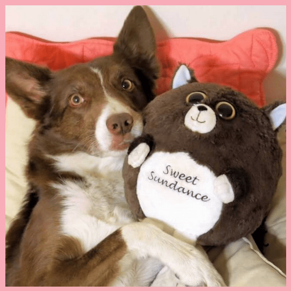 mypetsies reviews