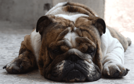 plush bulldog toy