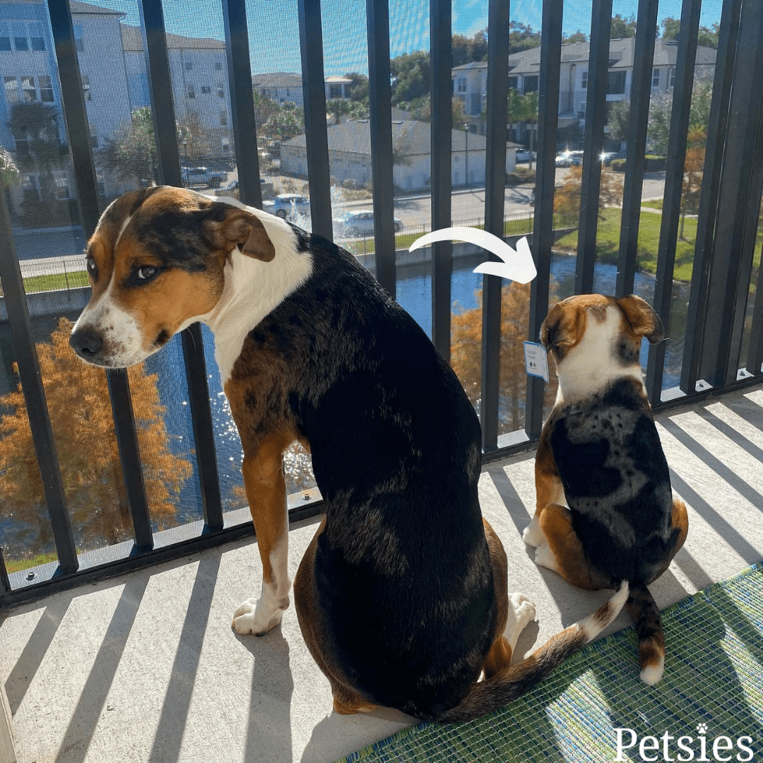 Petsies Vs Cuddle Clones ubicaciondepersonas.cdmx.gob.mx