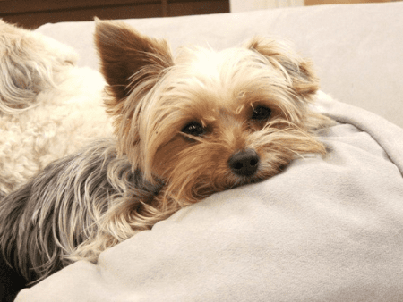 stuffed yorkie puppy