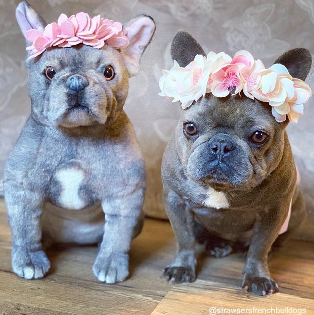 frenchie dog stuffed animal